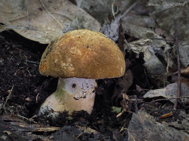 hríbnik gaštanovohnedý Gyroporus castaneus (Bull.) Quél.