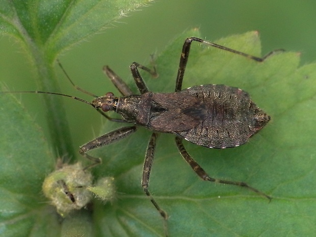 dravček Himacerus apterus