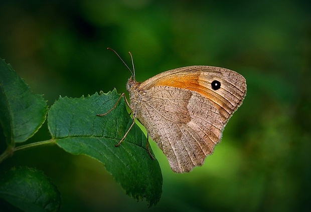 očkáň lúčny (sk) / okáč luční (cz) Maniola jurtina (Linnaeus, 1758)