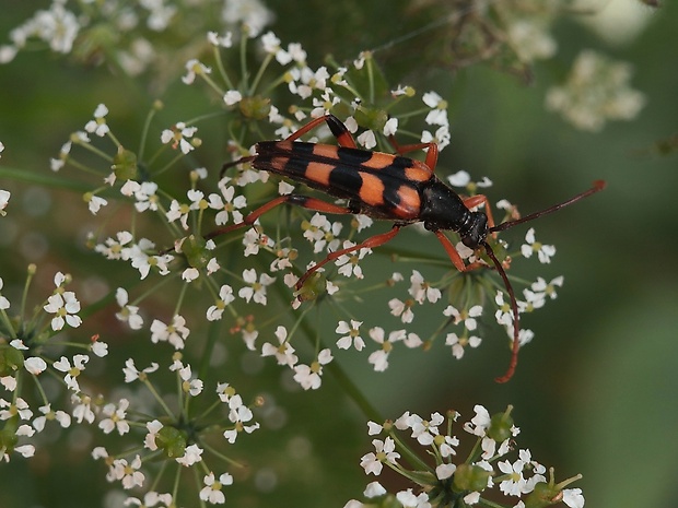 fuzáč Strangalia attenuata