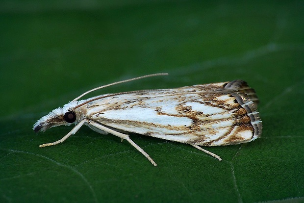 trávovec múrový (sk) / travařík károvaný (cz) Catoptria falsella (Denis & Schiffermüller, 1775)