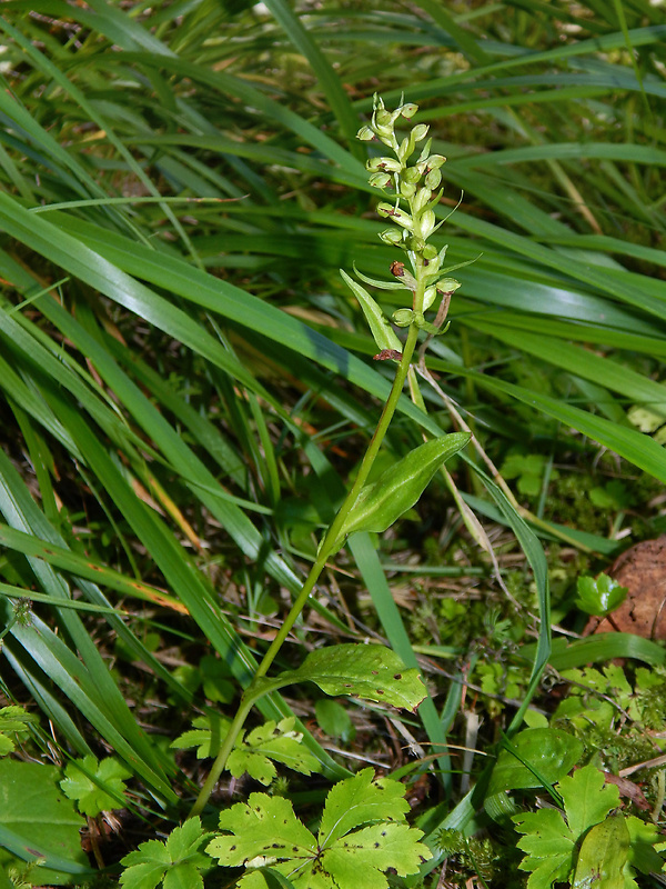 vstavačovec zelený Dactylorhiza viridis (L.) A.M. Bateman, A.M. Pridgeon &amp; M. Chase