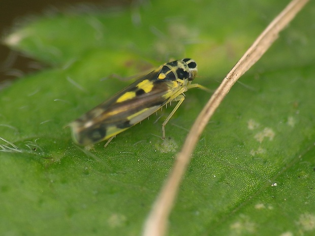 cikádočka Eupteryx aurata