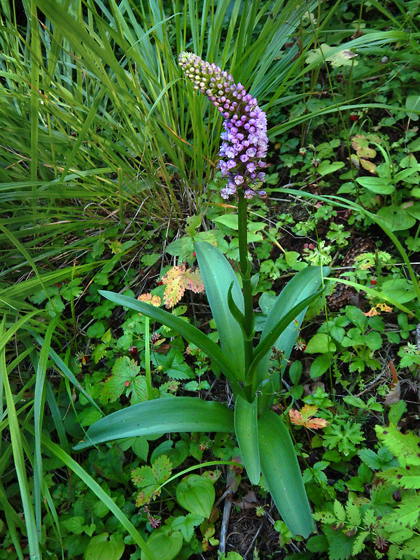 päťprstnica hustokvetá Gymnadenia densiflora (Wahlenb.) A. Dietr.