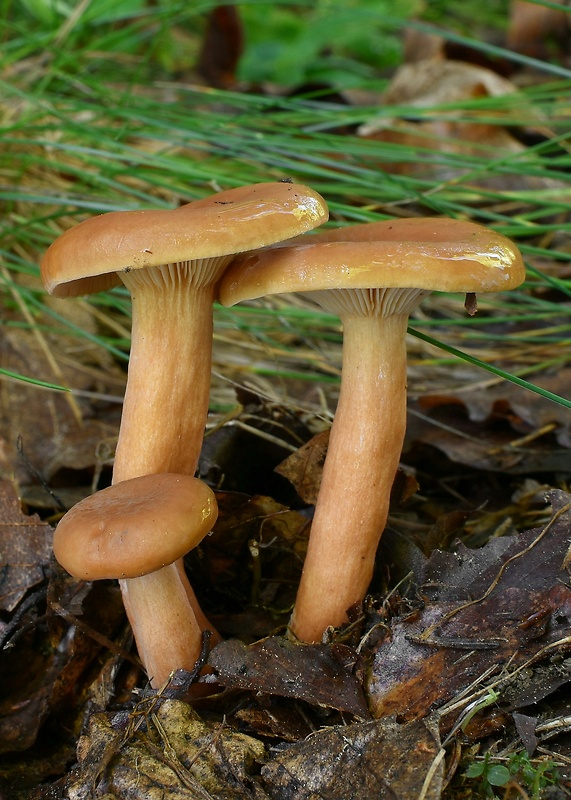 rýdzik Lactarius sp.