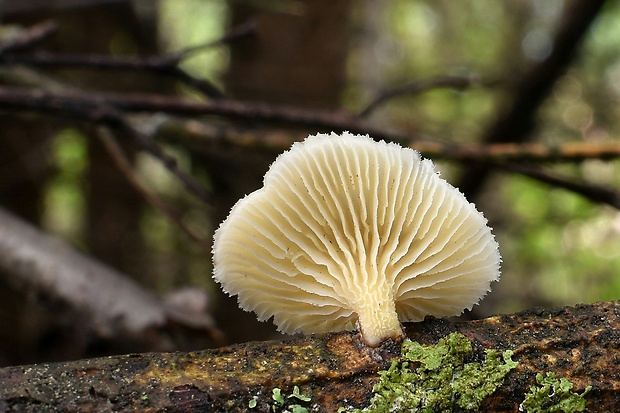 húževnatec voňavý Lentinus suavissimus Fr.