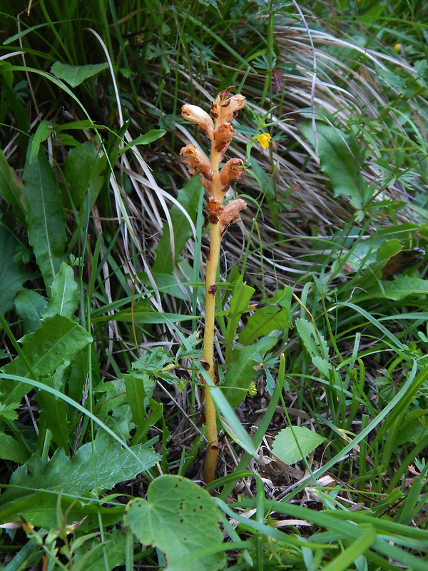 záraza Orobanche sp.