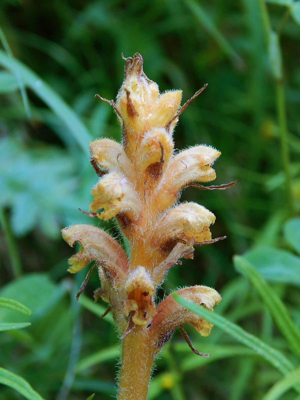 záraza Orobanche sp.