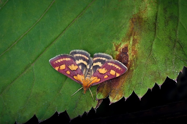 vijačka purpurová (sk) / zavíječ purpurový (cz) Pyrausta purpuralis (Linnaeus, 1758)