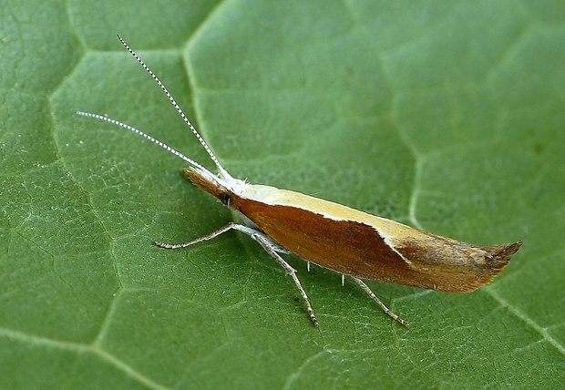 molička kosákovitá Ypsolopha dentella