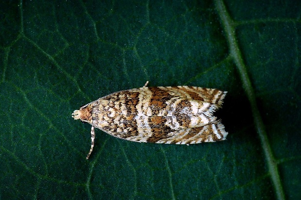 obaľovač štvorháčikový (sk) / obaleč (cz) Celypha cespitana (Hübner, 1817)