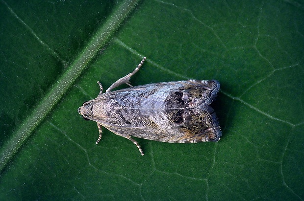 plodokaz žaľudový (sk) / obaleč ořechový (cz) Cydia splendana (Hübner, 1799)