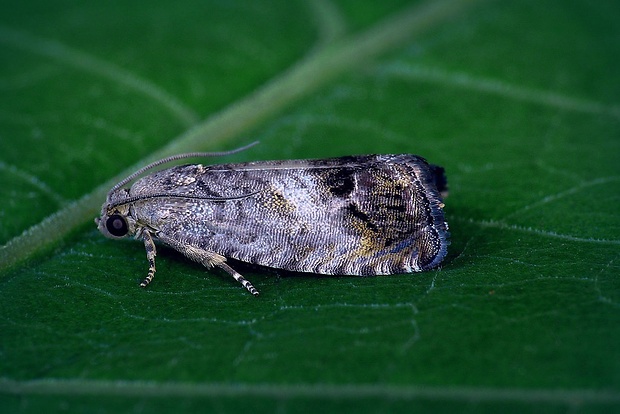 plodokaz žaľudový (sk) / obaleč ořechový (cz) Cydia splendana (Hübner, 1799)