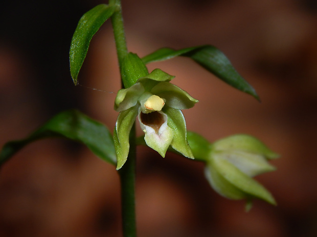 kruštík neskorý Epipactis albensis Nováková & Rydlo