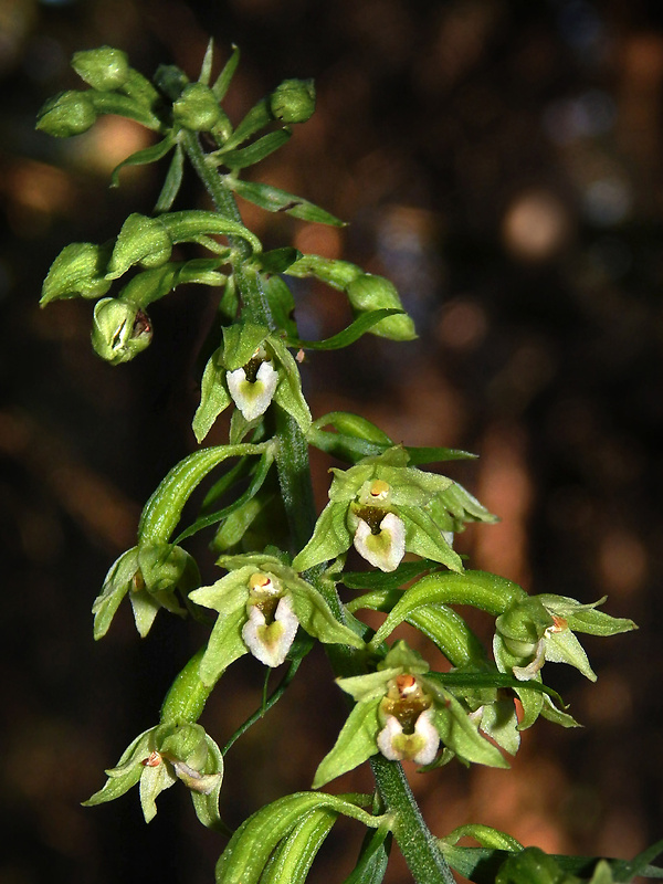 kruštík greuterov Epipactis greuteri H. Baumann et Künkele