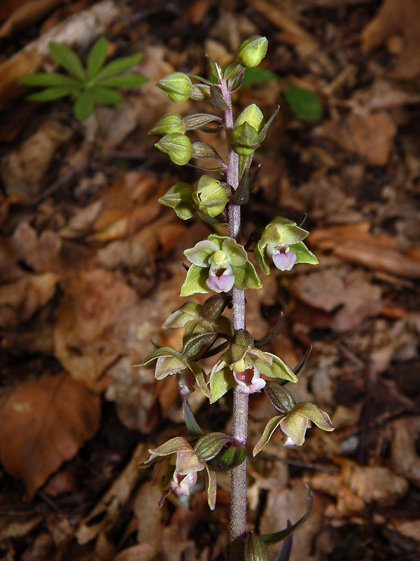 kruštík modrofialový Epipactis purpurata Sm.