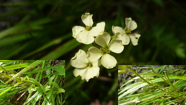 horčičník bledokvetý Erysimum pallidiflorum Szépl. ex Jáv.