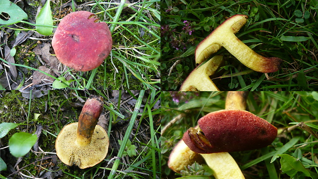 suchohríb karmínový Hortiboletus rubellus (Krombh.) Simonini, Vizzini & Gelardi