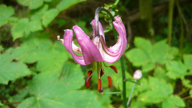 ľalia zlatohlavá Lilium martagon L.