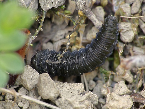 piliarka repková Athalia rosae cf.