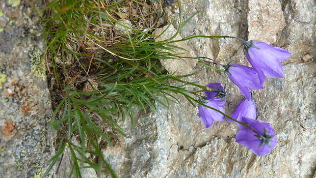 zvonček tatranský Campanula tatrae Borbás