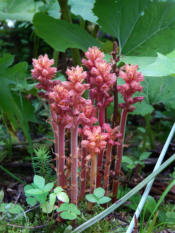 záraza červenožltá Orobanche flava F. W. Schultz