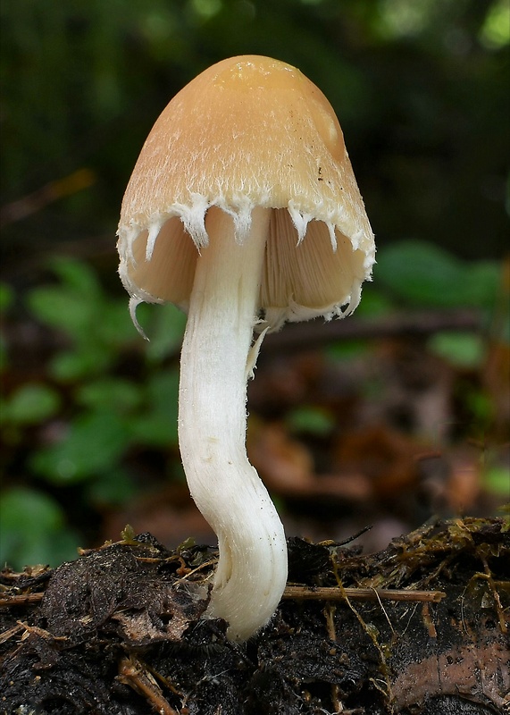 drobuľka Psathyrella sp.