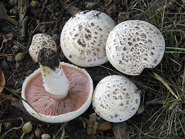 pečiarka poľná šupinkatá Agaricus campestris var. campestris L.