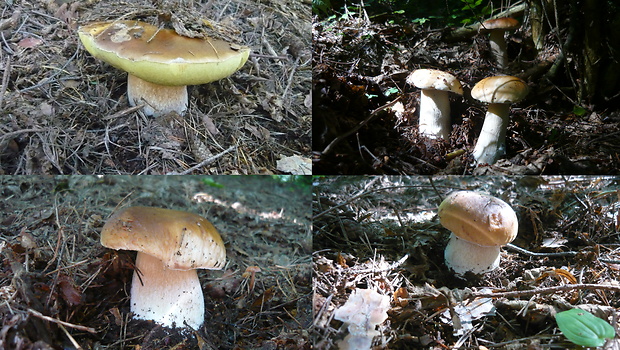 hríb smrekový Boletus edulis Bull.