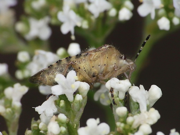 bzdocha menivá Carpocoris pudicus