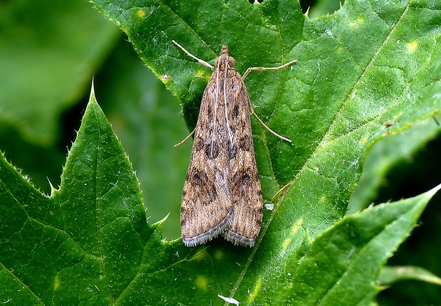 vijačka sťahovavá Nomophila noctuella