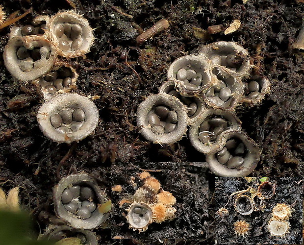 čiaškovec hladký Cyathus olla (Batsch) Pers.