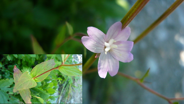 vŕbovka kuričkolistá Epilobium alsinifolium Vill.