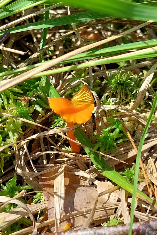 lúčnica kuriatkovitá Hygrocybe lepida Arnolds