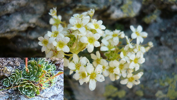 lomikameň metlinatý Saxifraga paniculata Mill.