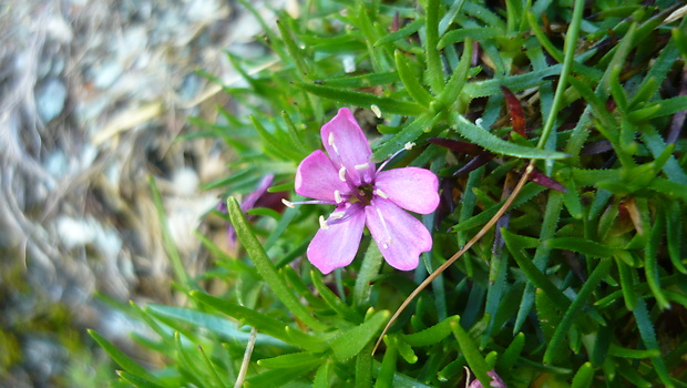 silenka bezbyľová Silene acaulis (L.) Jacq.