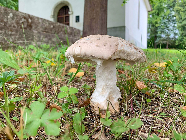 muchotrávka šiškovitá Amanita strobiliformis Gonn. & Rabenh.