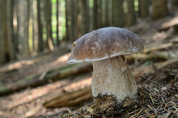 hríb smrekový Boletus edulis Bull.