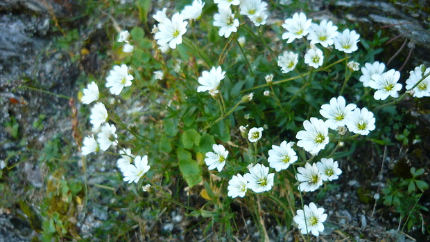 rožec alpínsky Cerastium alpinum L.