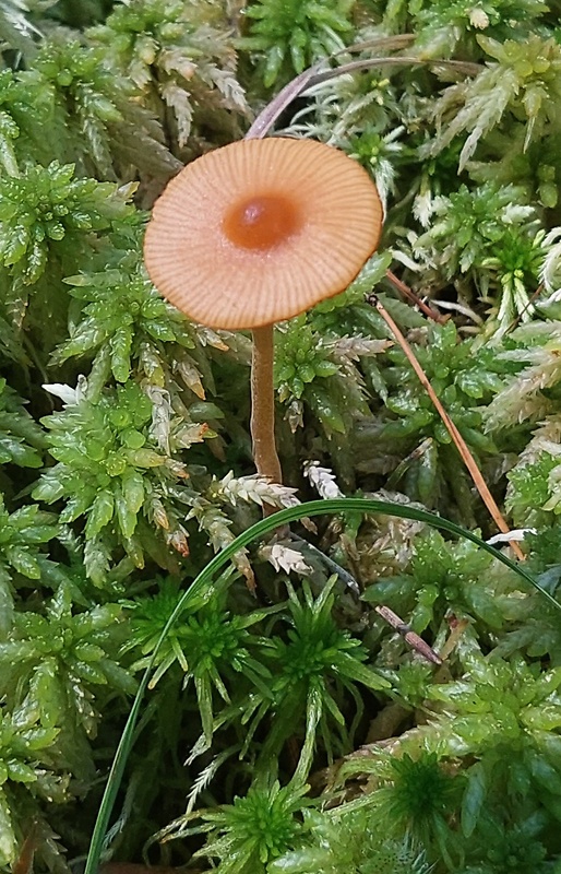 kapucňovec Conocybe sp.