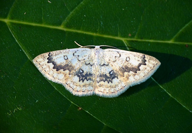 piadica javorová Cyclophora annularia