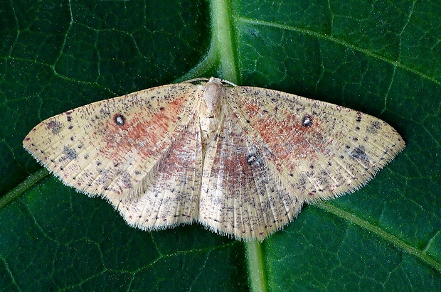 piadica brezová (sk) / očkovec březový (cz) Cyclophora porata (Linnaeus, 1767)