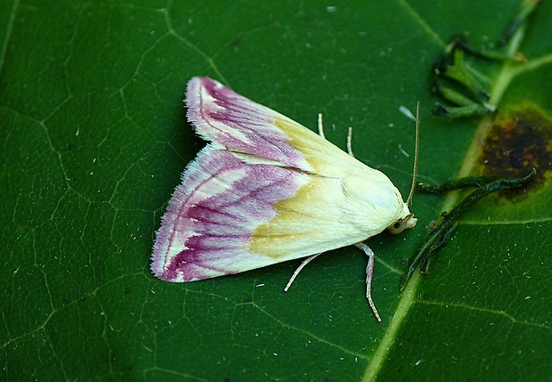 morička purpurová Eublemma purpurina