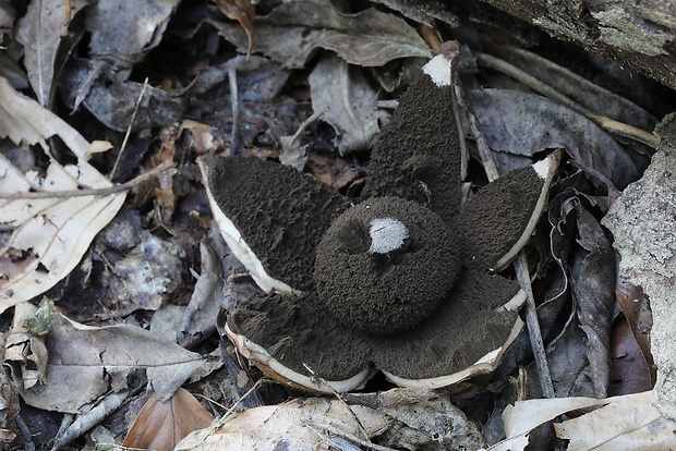 hviezdovka vlasatá Geastrum melanocephalum (Czern.) V.J. Staněk