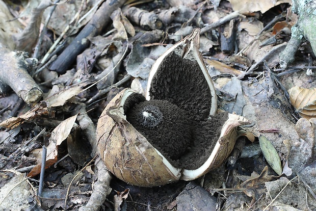 hviezdovka vlasatá Geastrum melanocephalum (Czern.) V.J. Staněk