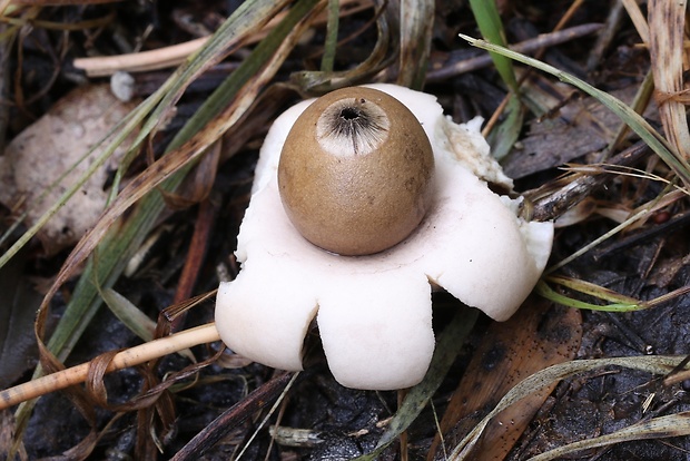 hviezdovka mechovitá Geastrum saccatum Fr.