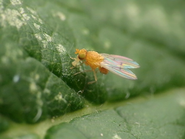 tieňovka Homoneura biumbrata (Loew, 1847)