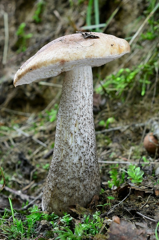 kozák brezový Leccinum scabrum (Bull.) Gray