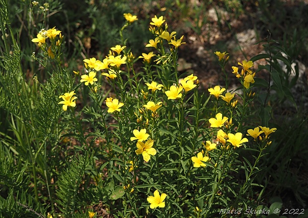 ľan žltý Linum flavum L.