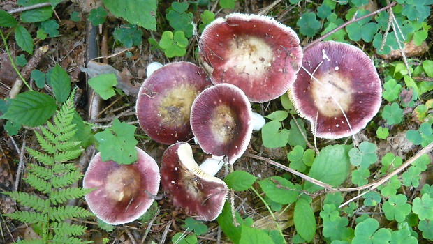 plávka Velenovského Russula velenovskyi Melzer & Zvára